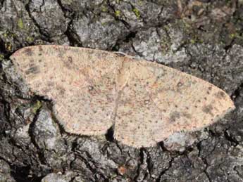 Cyclophora hyponoea Prout adulte - ©Eric Sylvestre