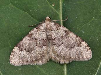 Nebula ibericata Stgr adulte - Lionel Taurand