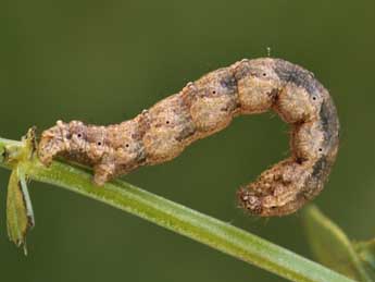  Chenille de Nebula ibericata Stgr - Lionel Taurand