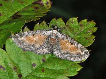 Eupithecia icterata Vill. adulte - ©Philippe Mothiron