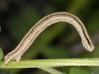  Chenille de Scopula immorata L. - ©Wolfgang Wagner, www.pyrgus.de