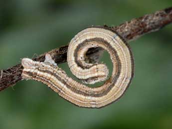  Chenille de Scopula immorata L. - Wolfgang Wagner, www.pyrgus.de