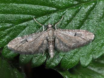 Eupithecia innotata Hfn. adulte - Philippe Mothiron