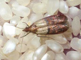 Plodia interpunctella Hb. adulte - Tristan Lafranchis