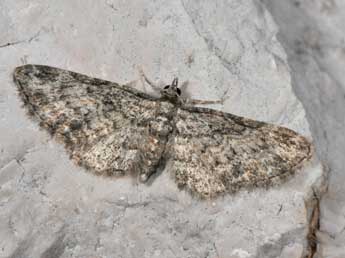 Eupithecia inturbata Hb. adulte - Philippe Mothiron