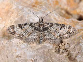 Eupithecia irriguata Hb. adulte - Philippe Mothiron