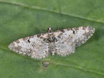 Eupithecia irriguata Hb. adulte - ©Philippe Mothiron