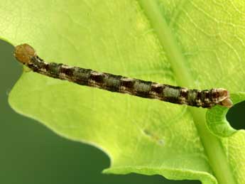  Chenille de Eupithecia irriguata Hb. - ©Jean-Claude Petit