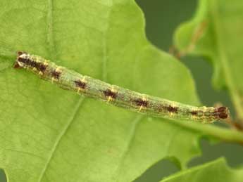  Chenille de Eupithecia irriguata Hb. - ©Jean-Claude Petit