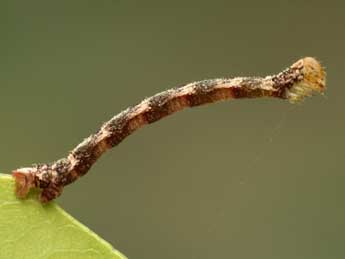  Chenille de Eupithecia irriguata Hb. - ©Jean-Claude Petit