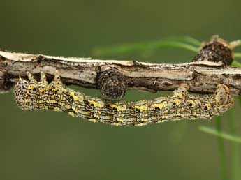  Chenille de Lycia isabellae Harrison - ©Jean-Claude Petit