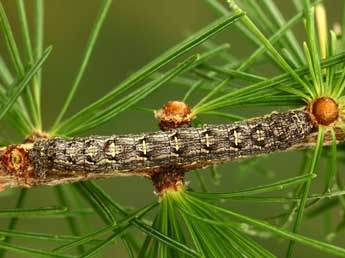  Chenille de Lycia isabellae Harrison - ©Jean-Claude Petit