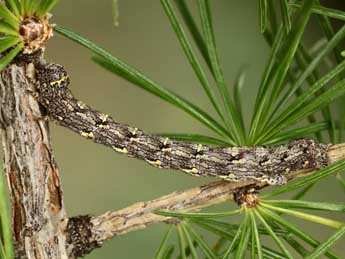  Chenille de Lycia isabellae Harrison - ©Jean-Claude Petit