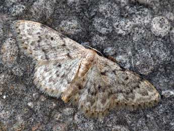 Idaea joannisiata Hombg adulte - ©Daniel Morel