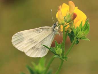 Leptidea juvernica Will. adulte - Jean-Luc Renneson