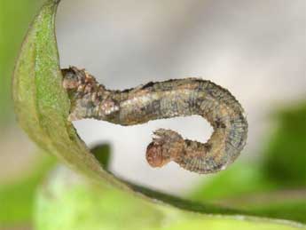  Chenille de Idaea laevigata Scop. - Wolfgang Wagner, www.pyrgus.de