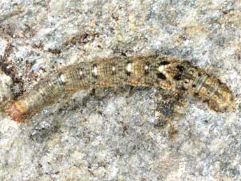  Chenille de Idaea laevigata Scop. - ©Wolfgang Wagner, www.pyrgus.de