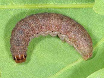  Chenille de Propenistra laevis Hb. - Wolfgang Wagner, www.pyrgus.de