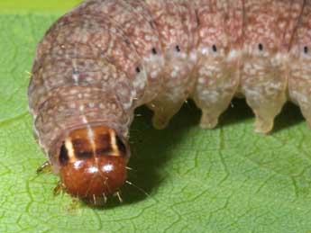  Chenille de Propenistra laevis Hb. - Wolfgang Wagner, www.pyrgus.de