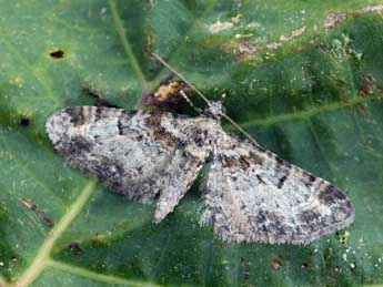 Eupithecia laquaearia H.-S. adulte - ©Daniel Morel