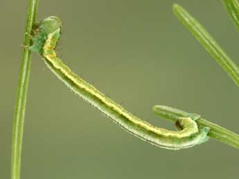  Chenille de Eupithecia lariciata Frr - Jean-Claude Petit