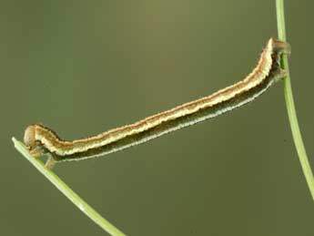  Chenille de Eupithecia lariciata Frr - Jean-Claude Petit