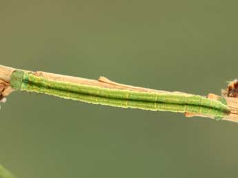  Chenille de Eupithecia lariciata Frr - Jean-Claude Petit