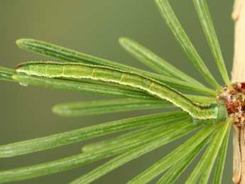  Chenille de Eupithecia lariciata Frr - Jean-Claude Petit