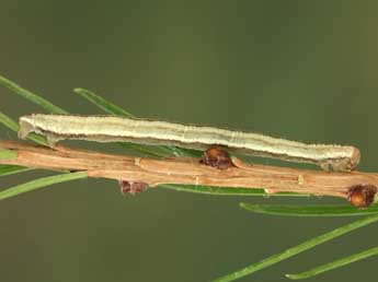  Chenille de Eupithecia lariciata Frr - Jean-Claude Petit