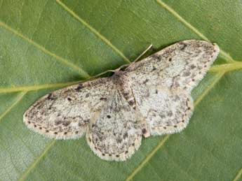 Idaea libycata Bartel adulte - Daniel Morel