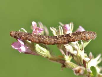  Chenille de Idaea libycata Bartel - Lionel Taurand