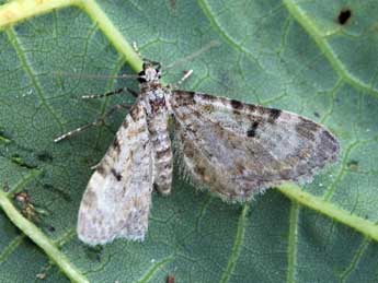 Eupithecia liguriata Mill. adulte - ©Daniel Morel