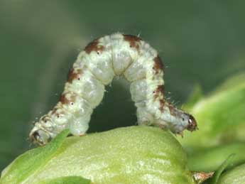  Chenille de Eupithecia linariata D. & S. - Philippe Mothiron