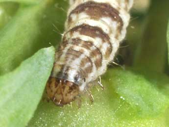  Chenille de Eupithecia linariata D. & S. - ©Philippe Mothiron