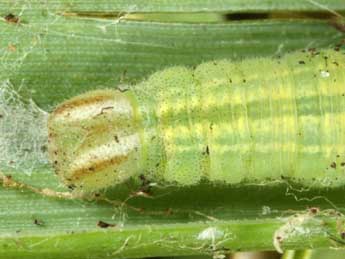  Chenille de Thymelicus lineola O. - ©Wolfgang Wagner, www.pyrgus.de