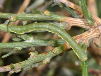  Chenille de Chesias linogrisearia Const. - ©Philippe Mothiron