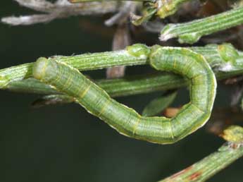  Chenille de Chesias linogrisearia Const. - ©Philippe Mothiron