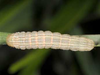  Chenille de Mythimna litoralis Curt. - Wolfgang Wagner, www.pyrgus.de