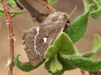 Psilogaster loti O. adulte - Lionel Taurand