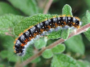  Chenille de Psilogaster loti O. - Stphane Grenier