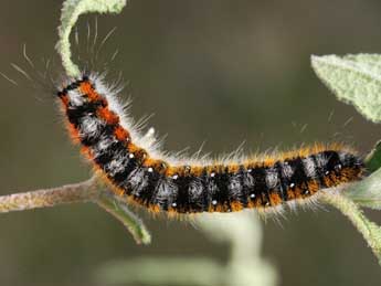  Chenille de Psilogaster loti O. - ©Stphane Grenier