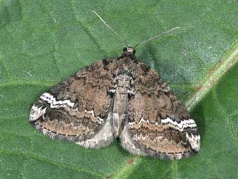 Perizoma lugdunaria H.-S. adulte - Philippe Mothiron