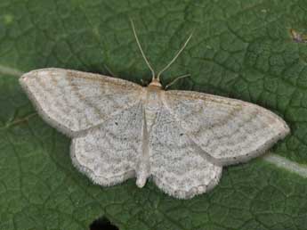 Idaea macilentaria H.-S. adulte - Philippe Mothiron