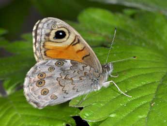 Lasiommata maera L. adulte - ©Philippe Mothiron