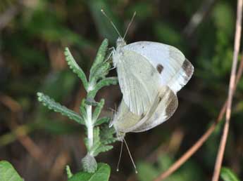 Pieris mannii May. adulte - Philippe Mothiron