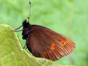 Erebia melampus Fuessly adulte - ©Daniel Morel