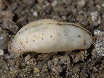  Chrysalide de Glaucopsyche melanops Bsdv. - ©Wolfgang Wagner, www.pyrgus.de