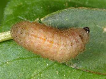  Chenille de Cupido minimus Fuessly - ©Wolfgang Wagner, www.pyrgus.de