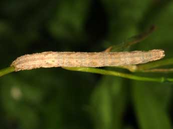  Chenille de Scopula minorata Bsdv. - ©Wolfgang Wagner, www.pyrgus.de