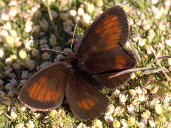 Erebia mnestra Hb. adulte - ©Daniel Morel